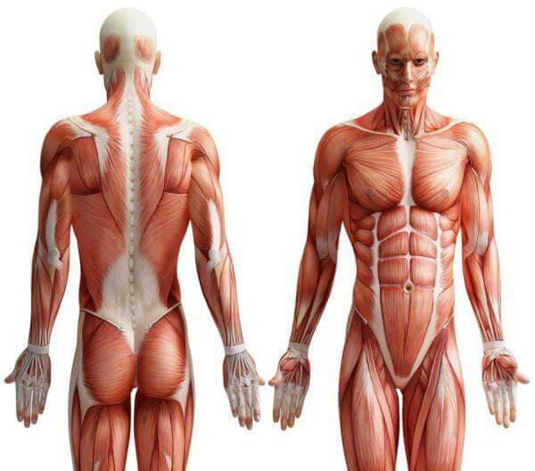 Anatomy and Physiology Diploma