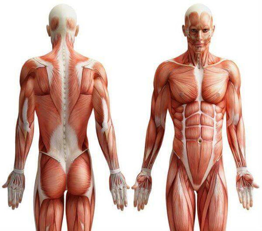 Anatomy and Physiology Diploma